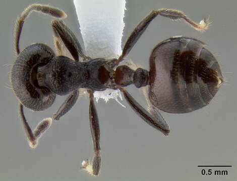 Image of Crematogaster subcircularis Mayr 1879