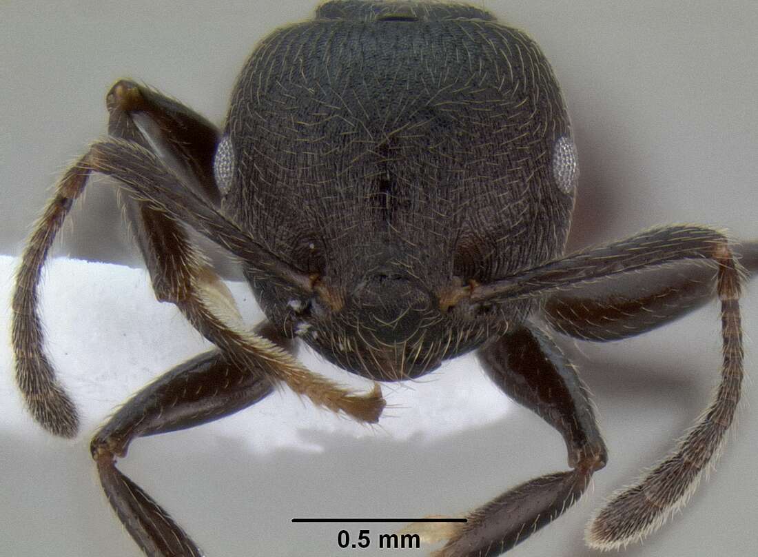 Image of Crematogaster subcircularis Mayr 1879