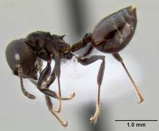 Image of Crematogaster subcircularis Mayr 1879