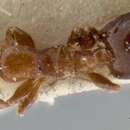 Слика од Crematogaster petiolidens Forel 1916