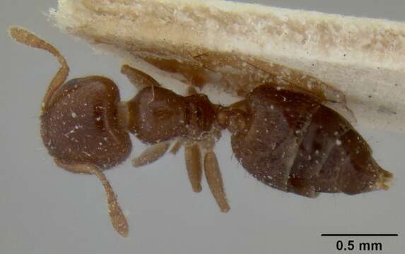 Image of Crematogaster edentula Santschi 1914