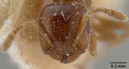 Слика од Crematogaster edentula Santschi 1914