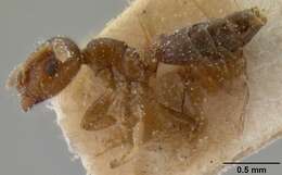 Слика од Crematogaster edentula Santschi 1914