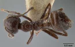 Image of Crematogaster ebenina Forel 1902