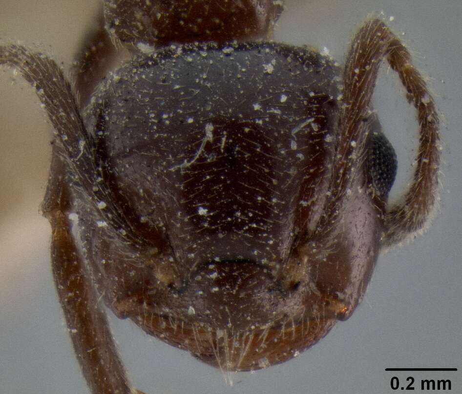 Image of Crematogaster ebenina Forel 1902