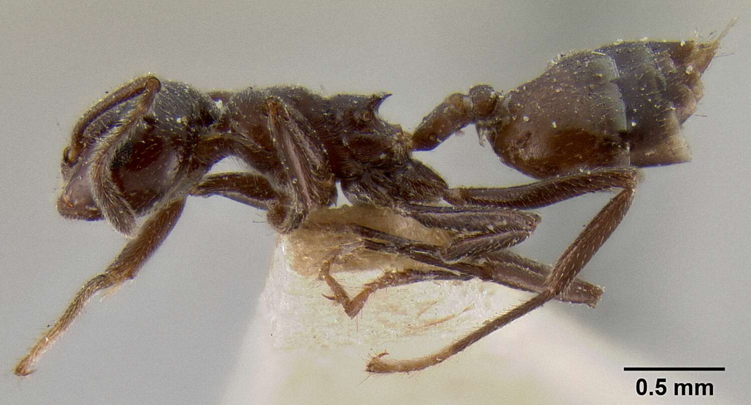 Image of Crematogaster ebenina Forel 1902