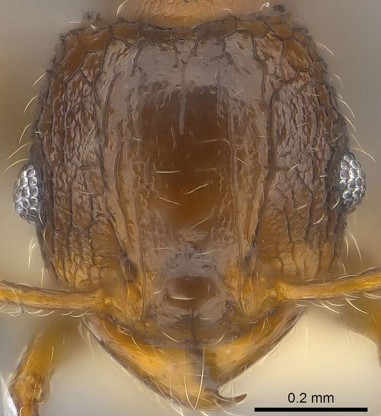 Image of Pheidole sexspinosa Mayr 1870