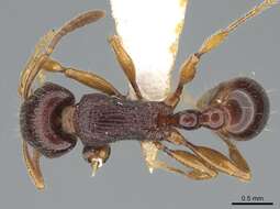 Image of Tetramorium nassonowii Forel 1892