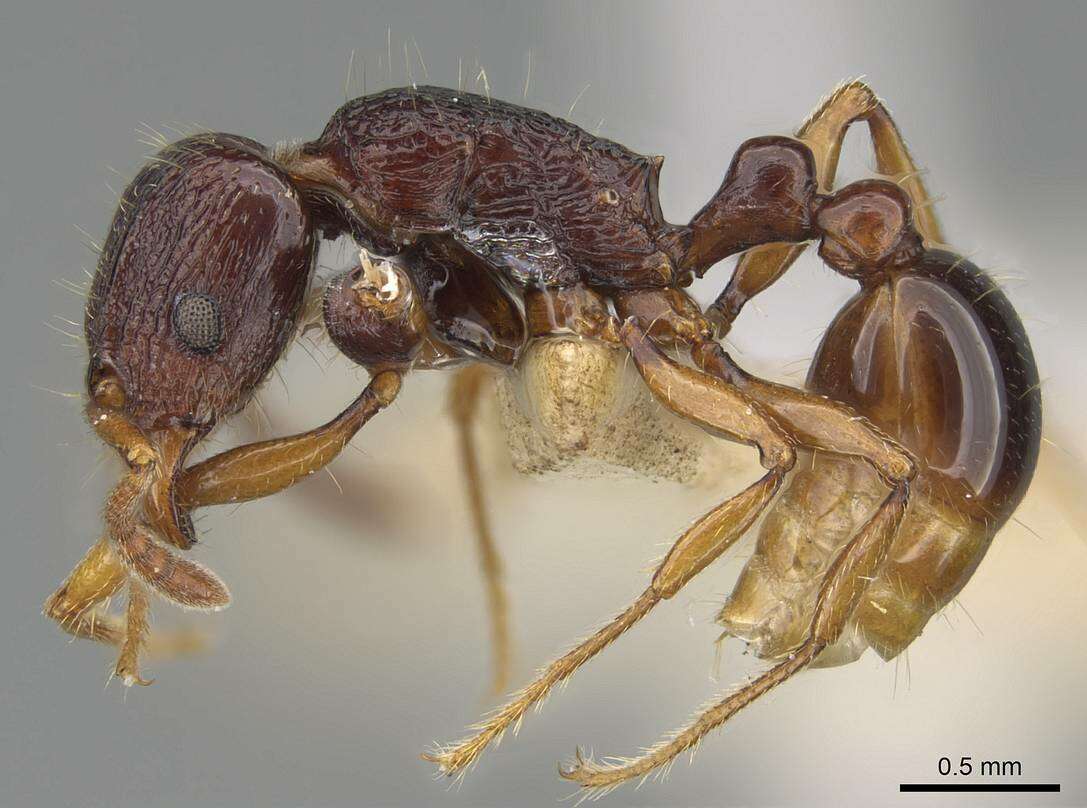 Image of Tetramorium nassonowii Forel 1892