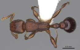 Image of Tetramorium uelense