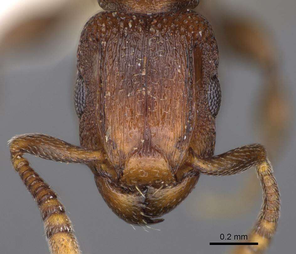 Image of Tetramorium uelense