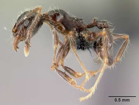 Image of Pheidole decepticon