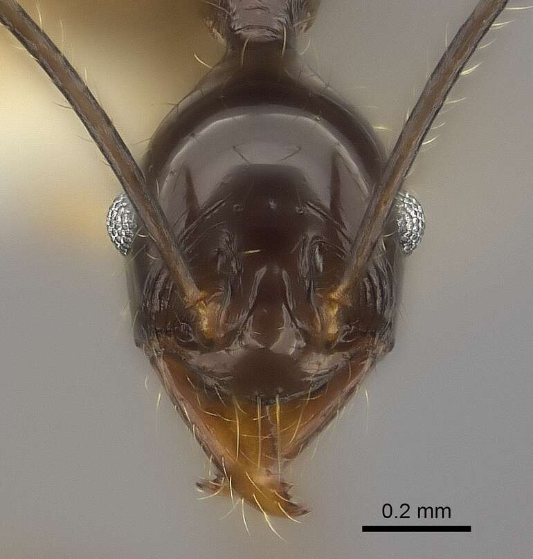 Image of Pheidole grallatrix Emery 1899