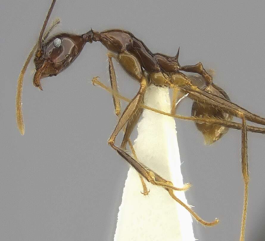 Image of Pheidole grallatrix Emery 1899