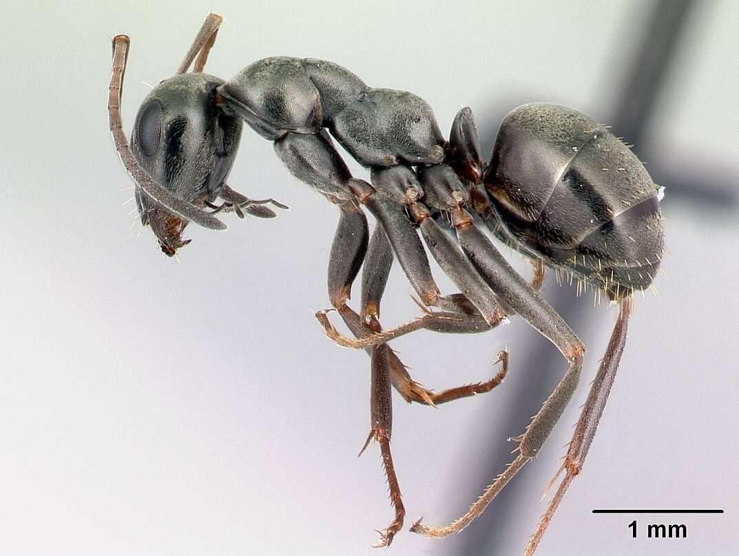 Image of Formica subaenescens Emery 1893