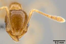 Image of Pheidole umbonata Mayr 1870