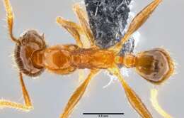 Image of Pheidole oceanica Mayr 1866