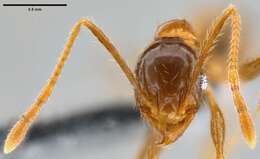 Image of Pheidole oceanica Mayr 1866