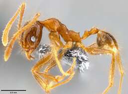 Image of Pheidole oceanica Mayr 1866