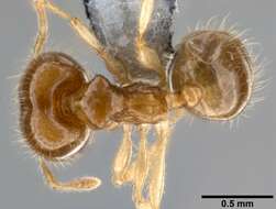 Image of Pheidole umbonata Mayr 1870