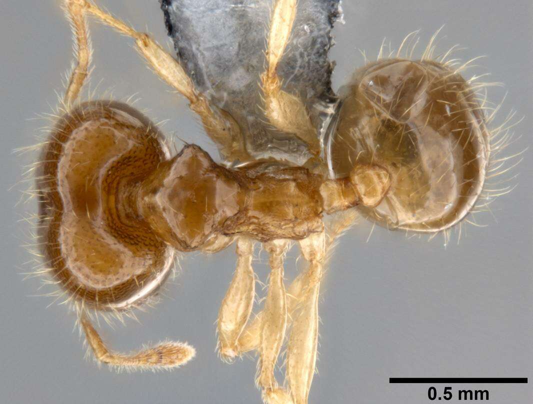 Image of Pheidole umbonata Mayr 1870