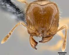 Image of Pheidole umbonata Mayr 1870