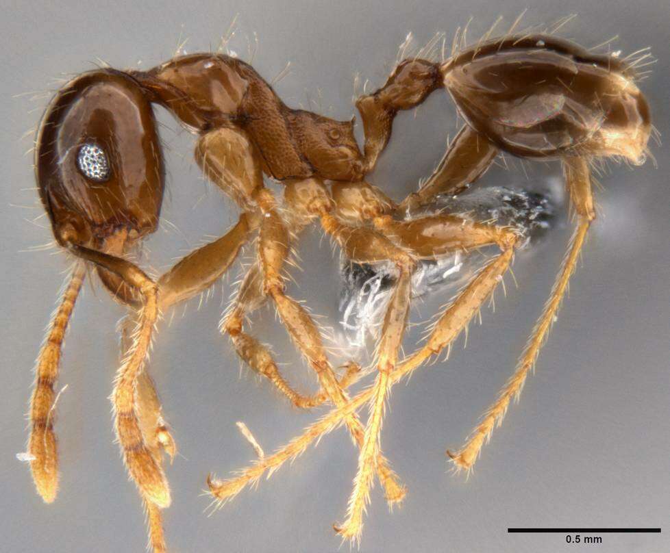 Plancia ëd Pheidole