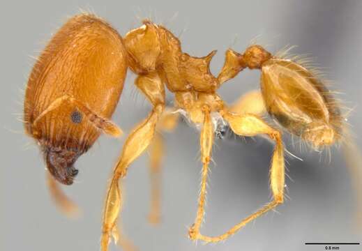 Pheidole amber Donisthorpe 1941的圖片