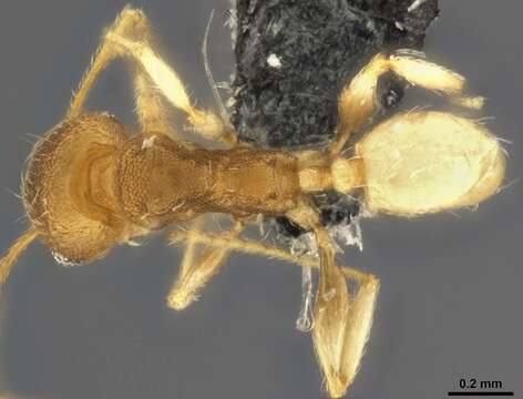 Image of Pheidole nindi Mann 1919