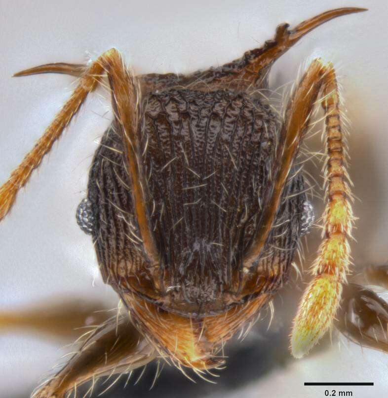 Sivun Pheidole cervicornis Emery 1900 kuva