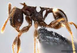 Sivun Pheidole cervicornis Emery 1900 kuva