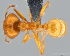 Image of Pheidole oceanica Mayr 1866