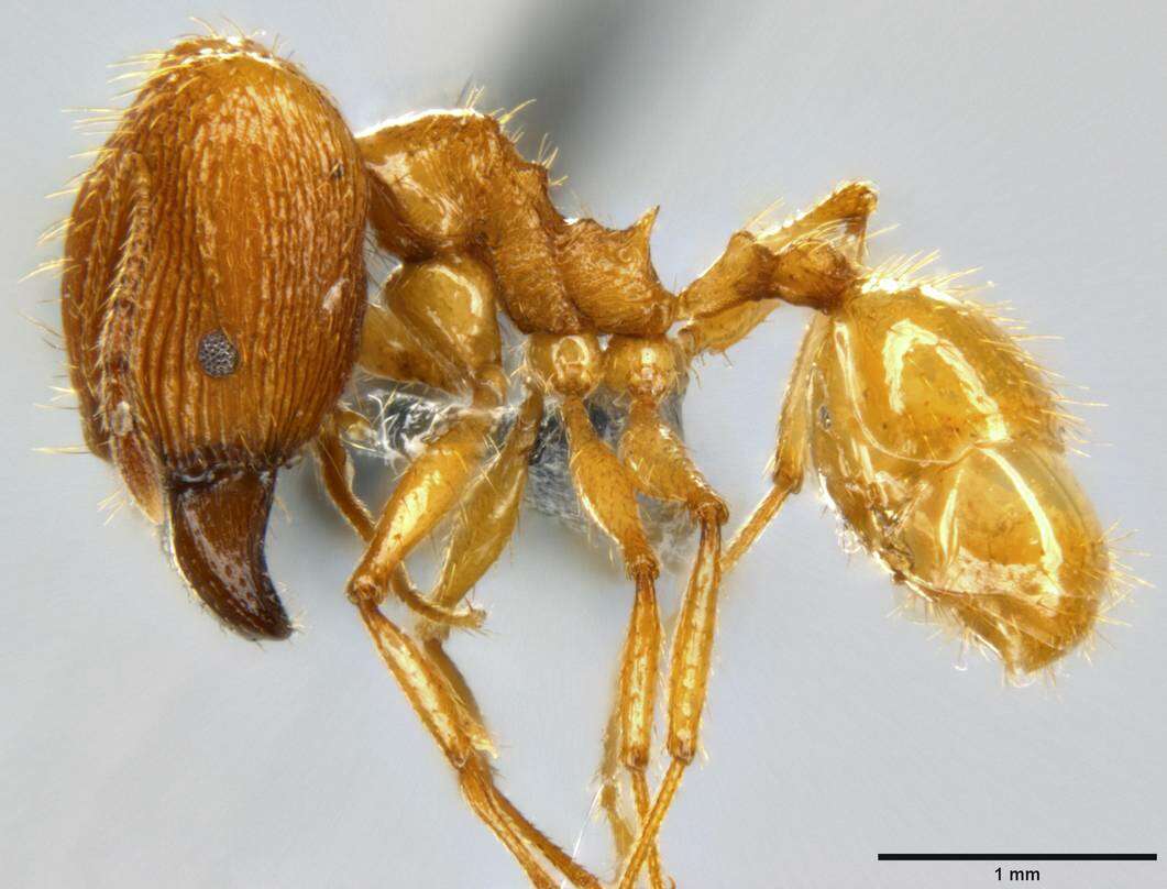 Image of Pheidole oceanica Mayr 1866