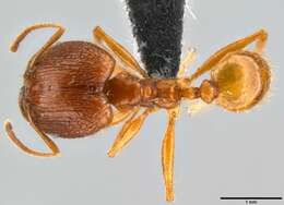 Image of Pheidole oceanica Mayr 1866