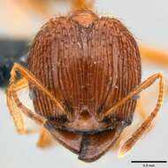 Image of Pheidole oceanica Mayr 1866