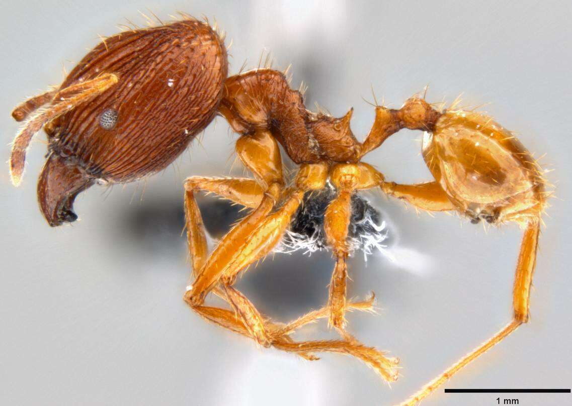 Image of Pheidole oceanica Mayr 1866