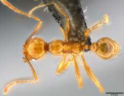 Image of Pheidole oceanica Mayr 1866