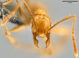 Image of Pheidole oceanica Mayr 1866