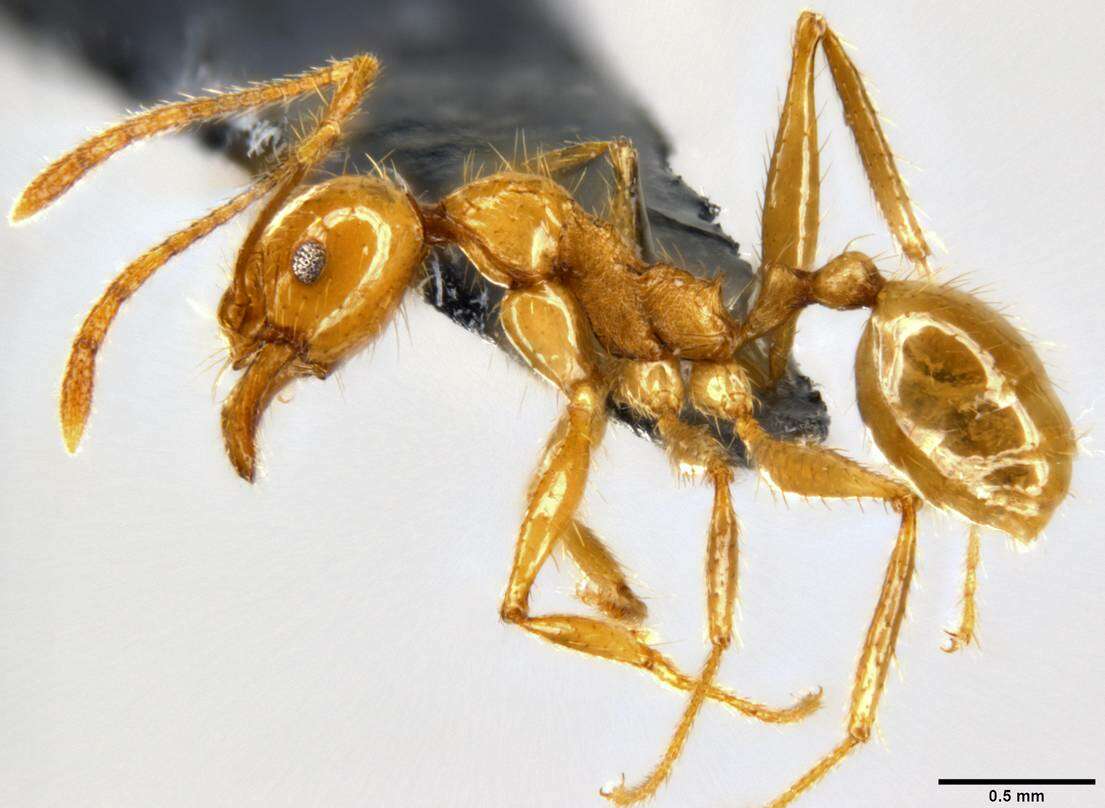 Image of Pheidole oceanica Mayr 1866