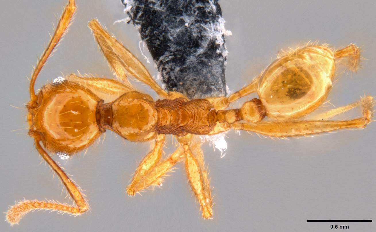 Image of Pheidole oceanica Mayr 1866