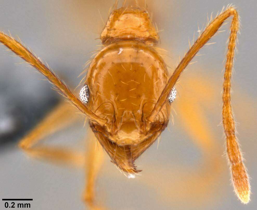 Image of Pheidole oceanica Mayr 1866