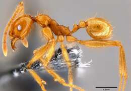 Image of Pheidole oceanica Mayr 1866