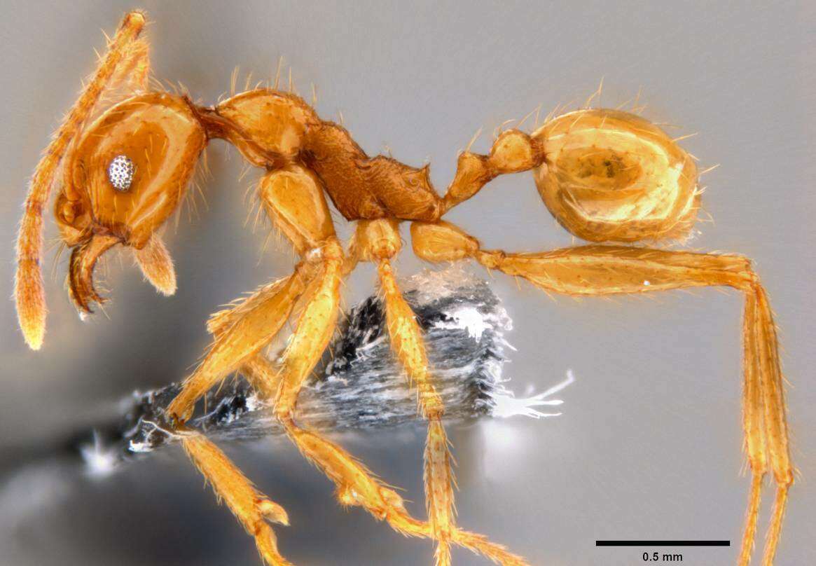 Image of Pheidole oceanica Mayr 1866