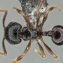 Image of Pristomyrmex levigatus Emery 1897