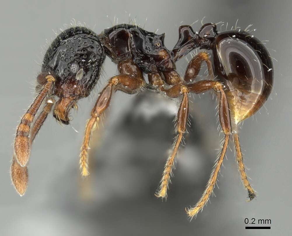 Image of Pristomyrmex levigatus Emery 1897