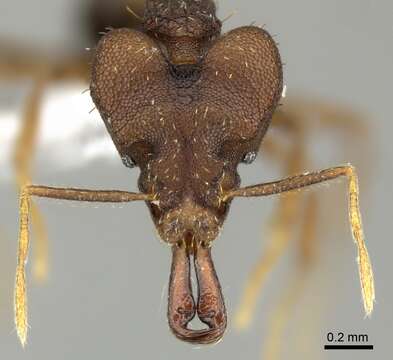 Image of Miniature Trap-jaw Ants