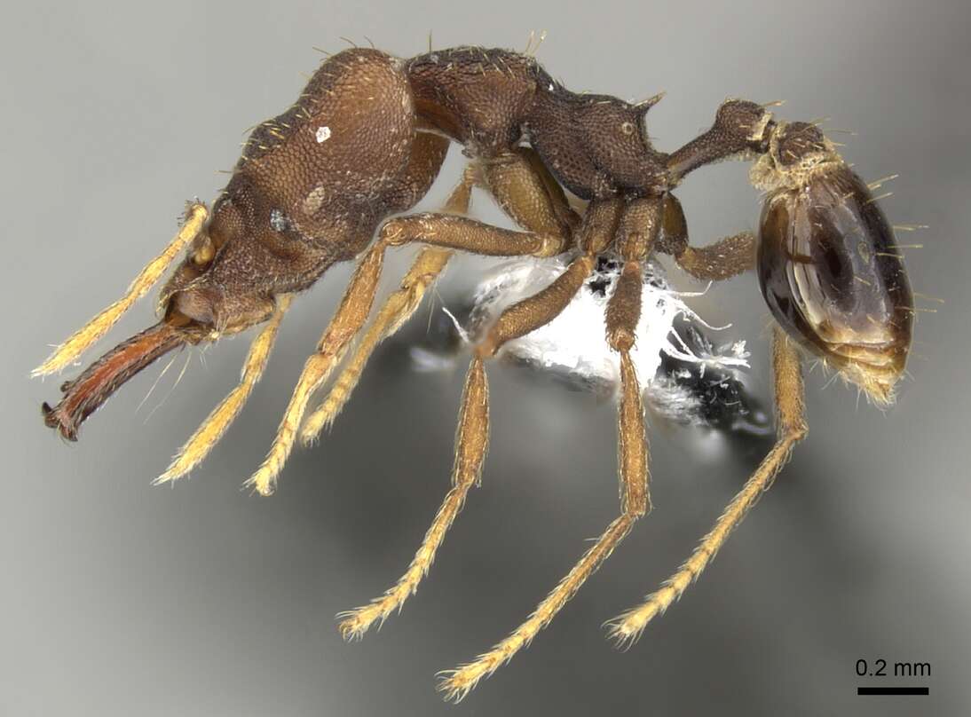 Image of Miniature Trap-jaw Ants
