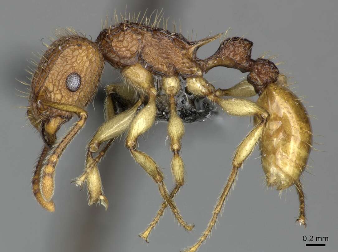 Image of Tetramorium melanogyna Mann 1919