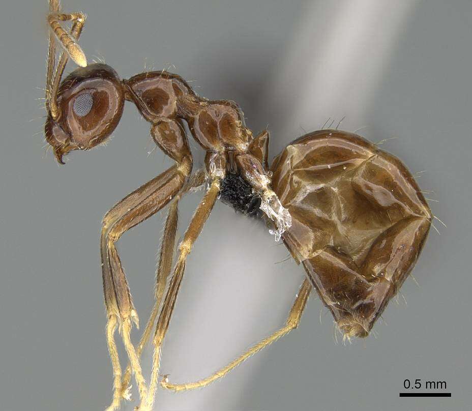 Image of <i>Prenolepis shanialena</i>