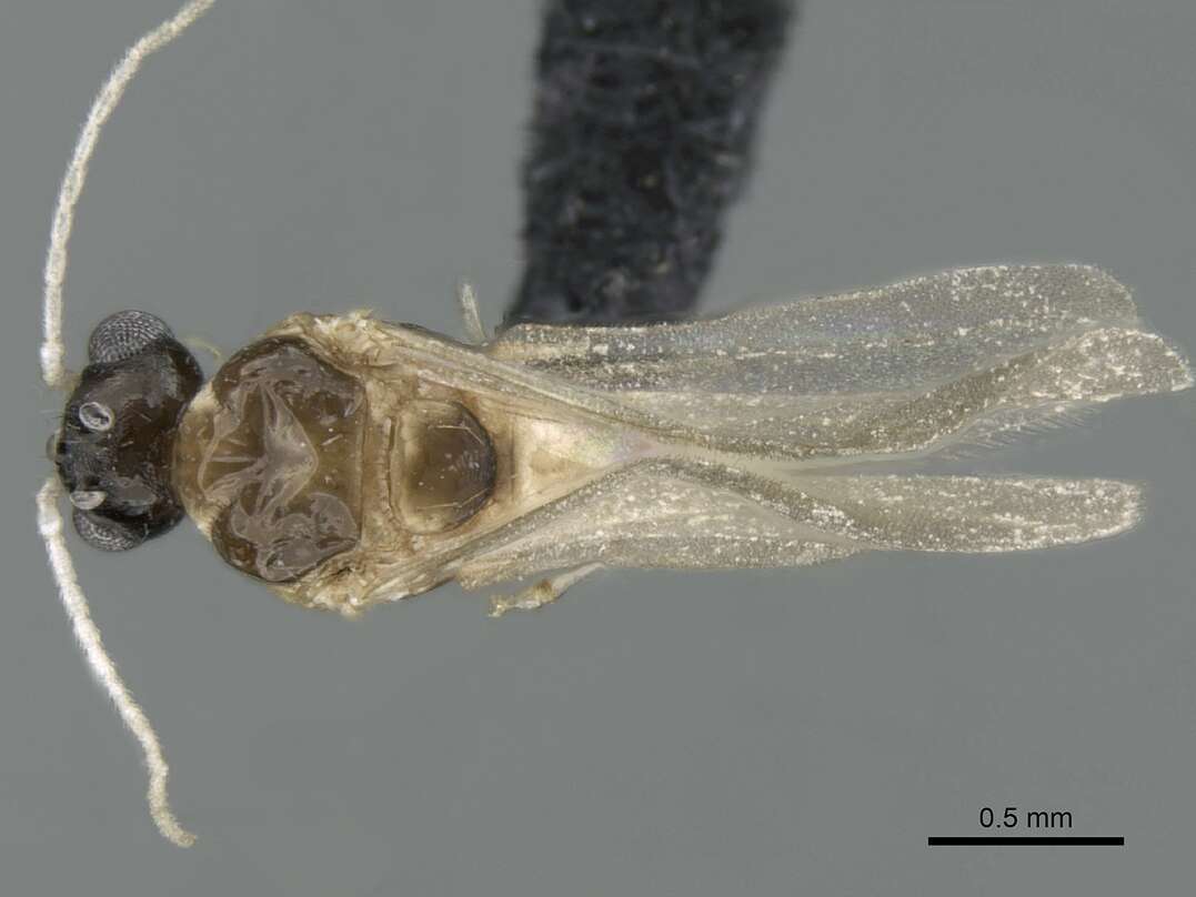 Image of <i>Royidris peregrina</i>